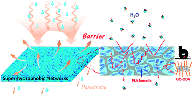 Graphical abstract: Realization of ultra-high barrier to water vapor by 3D-interconnection of super-hydrophobic graphene layers in polylactide films