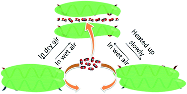 Graphical abstract: Stomata-like metal peptide coordination polymer
