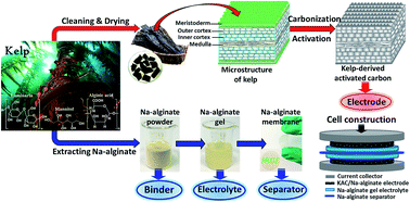 Graphical abstract: Bio-inspired high-performance solid-state supercapacitors with the electrolyte, separator, binder and electrodes entirely from kelp