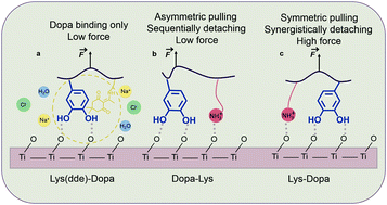 Graphical abstract: Single-molecule study of the synergistic effects of positive charges and Dopa for wet adhesion