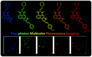 Graphical abstract: Development of a unique family of two-photon full-color-tunable fluorescent materials for imaging in live subcellular organelles, cells, and tissues