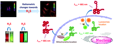 Graphical abstract: Targetable N-annulated perylene-based colorimetric and ratiometric near-infrared fluorescent probes for the selective detection of hydrogen sulfide in mitochondria, lysosomes, and serum