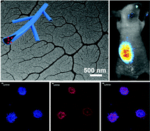Graphical abstract: Dendritic nanotubes self-assembled from stiff polysaccharides as drug and probe carriers