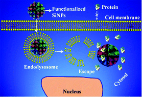 Graphical abstract: Silica-based nanoparticles for therapeutic protein delivery