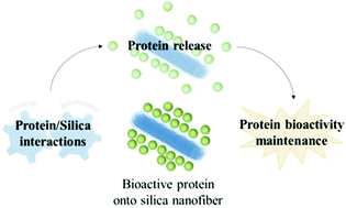 Graphical abstract: Silica nanofibers as a new drug delivery system: a study of the protein–silica interactions