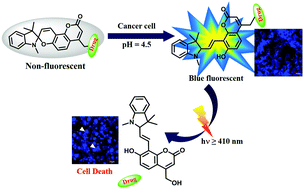 Graphical abstract: A spiropyran–coumarin platform: an environment sensitive photoresponsive drug delivery system for efficient cancer therapy