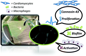 Graphical abstract: Electroconductive nanoengineered biomimetic hybrid fibers for cardiac tissue engineering