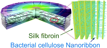 Graphical abstract: Robust silk fibroin/bacterial cellulose nanoribbon composite scaffolds with radial lamellae and intercalation structure for bone regeneration