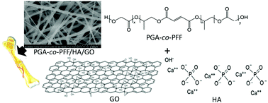 Graphical abstract: Multifunctional poly(glycolic acid-co-propylene fumarate) electrospun fibers reinforced with graphene oxide and hydroxyapatite nanorods