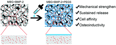 Graphical abstract: RhBMP-2 loaded MBG/PEGylated poly(glycerol sebacate) composite scaffolds for rapid bone regeneration