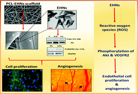 Graphical abstract: Electrospun polycaprolactone (PCL) scaffolds embedded with europium hydroxide nanorods (EHNs) with enhanced vascularization and cell proliferation for tissue engineering applications