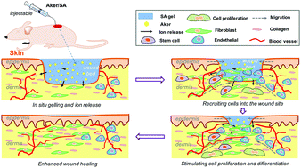 Graphical abstract: Injectable bioactive akermanite/alginate composite hydrogels for in situ skin tissue engineering