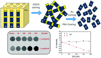 Graphical abstract: A colloidally stable water dispersion of Ni nanowires as an efficient T2-MRI contrast agent