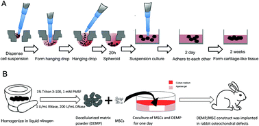 Graphical abstract: Extracellular matrix powder from cultured cartilage-like tissue as cell carrier for cartilage repair