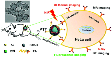 Graphical abstract: Multifunctional PS@CS@Au–Fe3O4–FA nanocomposites for CT, MR and fluorescence imaging guided targeted-photothermal therapy of cancer cells