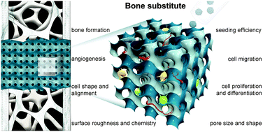 Graphical abstract: Effects of bone substitute architecture and surface properties on cell response, angiogenesis, and structure of new bone