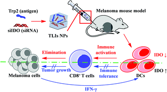 Graphical abstract: MgAl-layered double hydroxide nanoparticles co-delivering siIDO and Trp2 peptide effectively reduce IDO expression and induce cytotoxic T-lymphocyte responses against melanoma tumor in mice