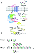 Graphical abstract: Enhancement of synergistic gene silencing by RNA interference using branched “3-in-1” trimer siRNA