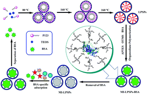 Graphical abstract: Large-pore, silica particles with antibody-like, biorecognition sites for efficient protein separation