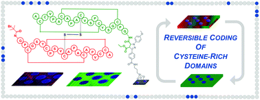 Graphical abstract: Spatially resolved photochemical coding of reversibly anchored cysteine-rich domains