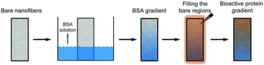 Graphical abstract: A general strategy for generating gradients of bioactive proteins on electrospun nanofiber mats by masking with bovine serum albumin