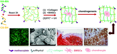 Graphical abstract: Chondrogenic differentiation of BMSCs encapsulated in chondroinductive polysaccharide/collagen hybrid hydrogels