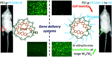 Graphical abstract: Tunable PEGylation of branch-type PEI/DNA polyplexes with a compromise of low cytotoxicity and high transgene expression: in vitro and in vivo gene delivery