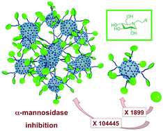 Graphical abstract: Construction of giant glycosidase inhibitors from iminosugar-substituted fullerene macromonomers