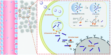 Graphical abstract: Enhanced nuclear delivery of anti-cancer drugs using micelles containing releasable membrane fusion peptide and nuclear-targeting retinoic acid