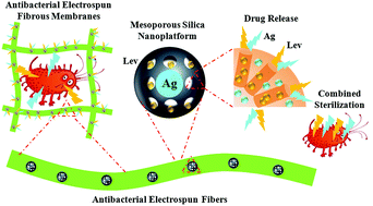 Graphical abstract: In vitro and in vivo combined antibacterial effect of levofloxacin/silver co-loaded electrospun fibrous membranes