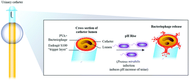 Graphical abstract: Prevention of encrustation and blockage of urinary catheters by Proteus mirabilis via pH-triggered release of bacteriophage