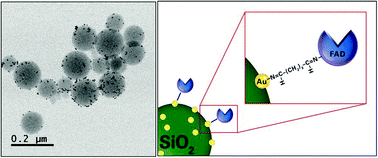 Graphical abstract: Synthesis of gold nanoparticles supported on functionalized nanosilica using deep eutectic solvent for an electrochemical enzymatic glucose biosensor