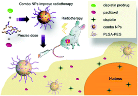Graphical abstract: Co-delivery of paclitaxel and cisplatin with biocompatible PLGA–PEG nanoparticles enhances chemoradiotherapy in non-small cell lung cancer models