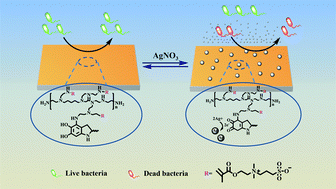 Graphical abstract: Co-deposition towards mussel-inspired antifouling and antibacterial membranes by using zwitterionic polymers and silver nanoparticles
