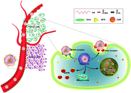 Graphical abstract: Dually folate/CD44 receptor-targeted self-assembled hyaluronic acid nanoparticles for dual-drug delivery and combination cancer therapy