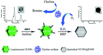 Graphical abstract: Choline sensing based on in situ polymerization of aniline on the surface of upconverting nanoparticles