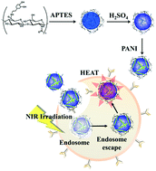 Graphical abstract: Target-specific induced hyaluronic acid decorated silica fluorescent nanoparticles@polyaniline for bio-imaging guided near-infrared photothermal therapy