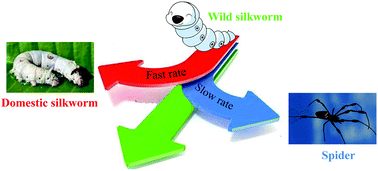 Graphical abstract: Precise correlation of macroscopic mechanical properties and microscopic structures of animal silks—using Antheraea pernyi silkworm silk as an example