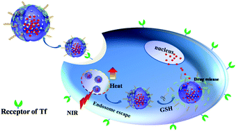 Graphical abstract: Transferrin-decorated, MoS2-capped hollow mesoporous silica nanospheres as a self-guided chemo–photothermal nanoplatform for controlled drug release and thermotherapy