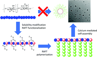 Graphical abstract: Calcium triggered self-assembly of alginate-graft-POEGMA via RAFT for the encapsulation of lipophillic actives