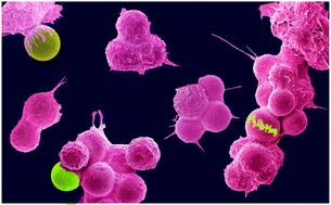 Graphical abstract: Macrophage responses to the physical burden of cell-sized particles