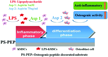 Graphical abstract: Aspirin enhances the osteogenic and anti-inflammatory effects of human mesenchymal stem cells on osteogenic BFP-1 peptide-decorated substrates