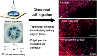 Graphical abstract: Advanced capability of radially aligned fibrous scaffolds coated with polydopamine for guiding directional migration of human mesenchymal stem cells