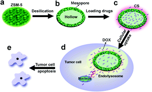 Graphical abstract: Hollow mesoporous ZSM-5 zeolite/chitosan ellipsoids loaded with doxorubicin as pH-responsive drug delivery systems against osteosarcoma