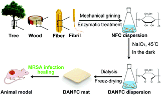 Graphical abstract: 2,3-Dialdehyde nanofibrillated cellulose as a potential material for the treatment of MRSA infection