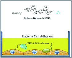 Graphical abstract: Cellulose nanocrystals are effective in inhibiting host cell bacterial adhesion