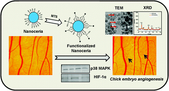 Graphical abstract: Functionalized nanoceria exhibit improved angiogenic properties