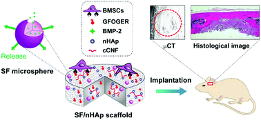 Graphical abstract: Controlled release of BMP-2 from a collagen-mimetic peptide-modified silk fibroin–nanohydroxyapatite scaffold for bone regeneration