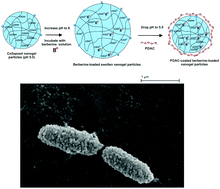 Graphical abstract: Enhanced antimicrobial effect of berberine in nanogel carriers with cationic surface functionality