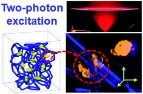 Graphical abstract: Non-invasively visualizing cell–matrix interactions in two-photon excited supramolecular hydrogels